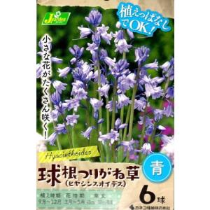 花球根 球根つりがね草 (ヒヤシンスオイデス)青 6球入 カネコ種苗の球根