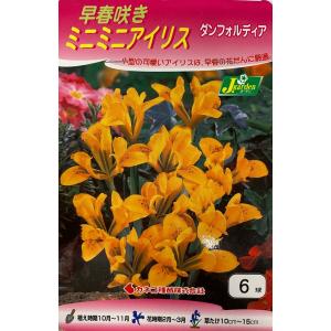 花球根 早春咲きミニミニアイリス ダンフォルディア 6球入 Kyuukon 039 Gardener S Shop Ivy 通販 Yahoo ショッピング