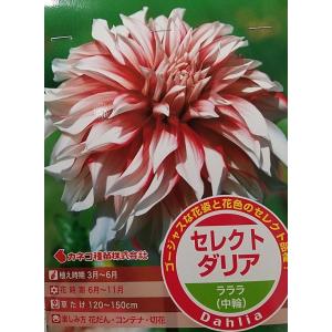 花球根 ポンポン咲きダリア 赤色系 1球入 トーホクの球根 : Gardener s