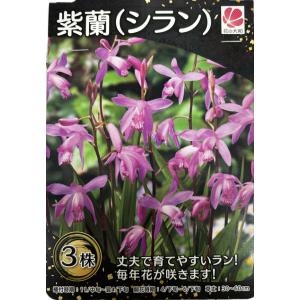 花球根 紫蘭(シラン) 3株入 花の大和の球根の商品画像