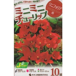 【花球根】ミニミニチューリップ リニフォリア 1...の商品画像