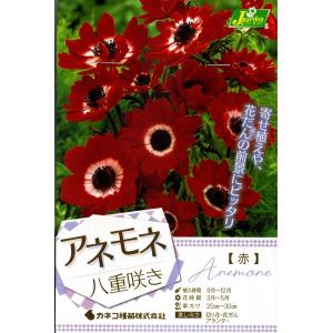 花球根 アネモネ 八重咲き 赤 30ml入 カネコ種苗の球根
