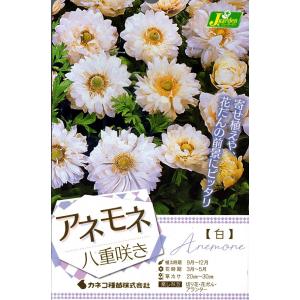花球根 アネモネ 八重咲き 白 30ml入 カネコ種苗の球根