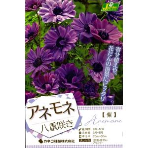 花球根 アネモネ 八重咲き 紫 30ml入 カネコ種苗の球根