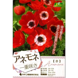 花球根 アネモネ 一重咲き 赤 30ml入 カネコ種苗の球根