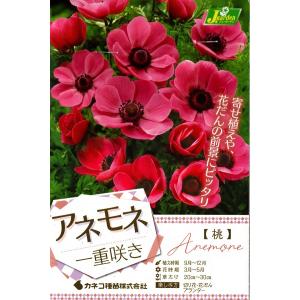 花球根 アネモネ 一重咲き 桃 30ml入 カネコ種苗の球根