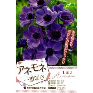 花球根 アネモネ 一重咲き 紫 40ml入 カネコ種苗の球根