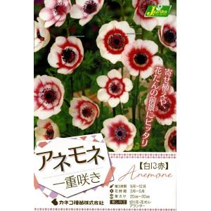 花球根 アネモネ 一重咲き 白に赤 30ml入 カネコ種苗の球根