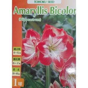 花球根 アマリリス ミネルヴァ 1球入 トーホクの球根