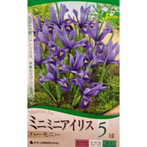 花球根 ミニミニアイリス ハーモニー 5球入 カネコ種苗の球根