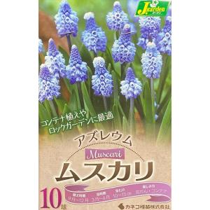 【花球根】ムスカリ アズレウム 10球入 カネコ...の商品画像