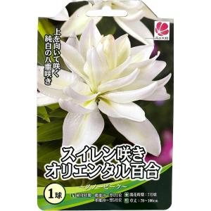【花球根】 スイレン咲き オリエンタル百合 スノ...の商品画像