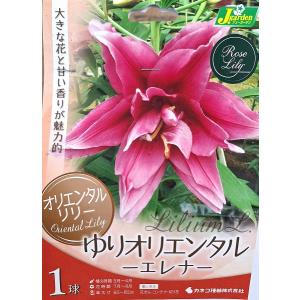 花球根 オリエンタルリリー ゆりオリエンタル エレナ 1球入 カネコ種苗の球根