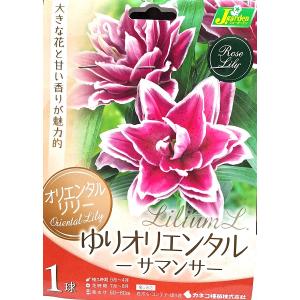 【花球根】 オリエンタルリリー ゆりオリエンタル サマンサ 1球入 カネコ種苗の球根