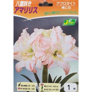 花球根 八重咲きアマリリス アフロダイト 1球入 カネコ種苗の球根
