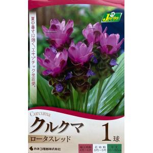 花球根 クルクマ ロータスレッド 1球入 カネコ種苗の球根