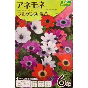 花球根 アネモネ フルゲンス 混合 6球入 カネコ種苗の球根