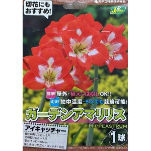 花球根 スプレケリア つばめ咲き アマリリス1球入 カネコ種苗の球根