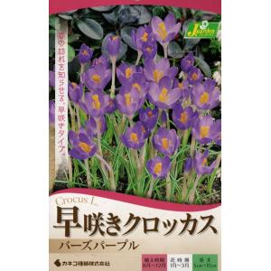 花球根 早咲きクロッカス バーズパープル 12球入 カネコ種苗の球根