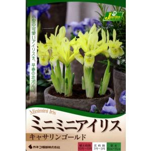 花球根 ミニミニアイリス キャサリンゴールド 5球入 カネコ種苗の球根