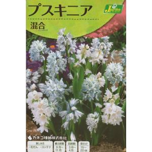花球根 プスキニア 混合 10球入 カネコ種苗の球根