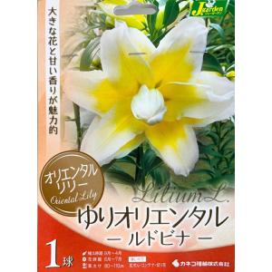 花球根 オリエンタルリリー ゆりオリエンタル ルドビナ 1球入 カネコ種苗の球根