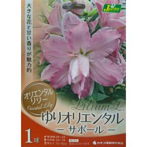 花球根 オリエンタルリリー ゆりオリエンタル サボール 1球入 カネコ種苗の球根