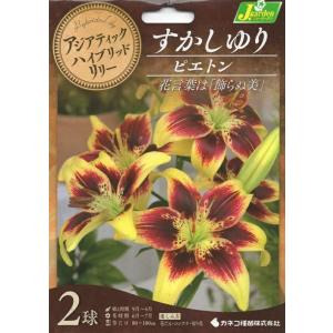 花球根 アジアティックハイブリッドリリー すかしゆり ピエトン 2球入 カネコ種苗の球根