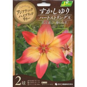 花球根 アジアティックハイブリッドリリー すかしゆり ハートストリングス 2球入 カネコ種苗の球根