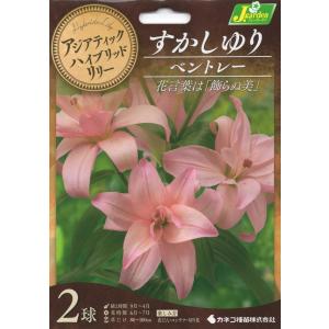 花球根 アジアティックハイブリッドリリー 八重咲すかしゆり ベントレー 2球入 カネコ種苗の球根