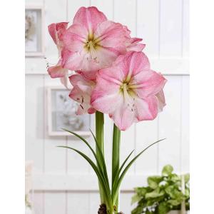 花球根 ポットアマリリス 一重咲き XXL ブロッサムグランディス 1球 福花園の球根