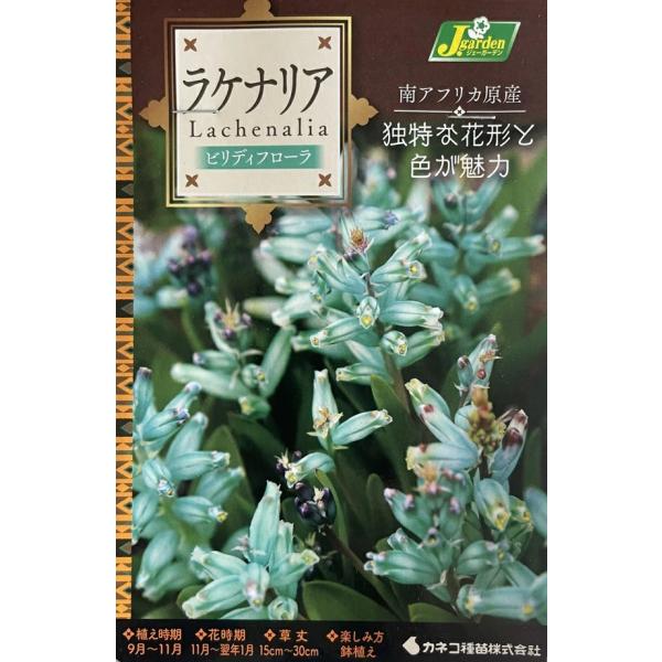 花球根 ラケナリア ビリディフローラ 1球入 カネコ種苗の球根