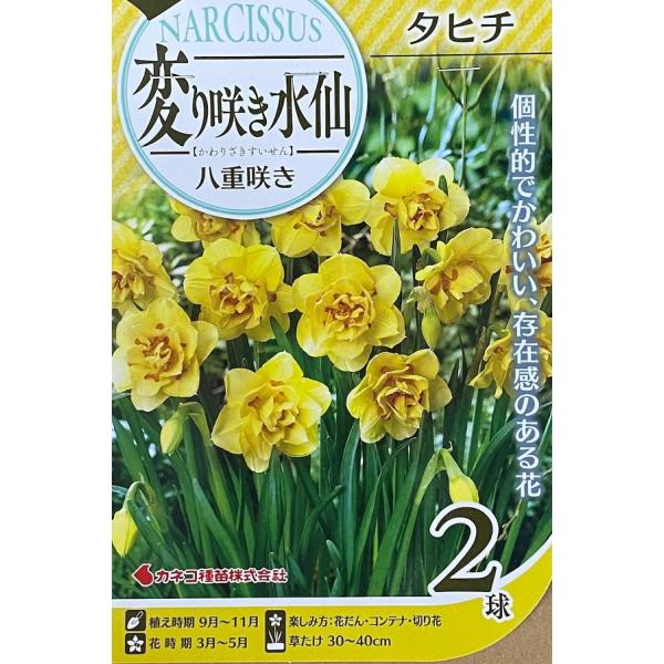 【花球根】変り咲き水仙 八重咲き タヒチ 2球入 カネコ種苗の球根