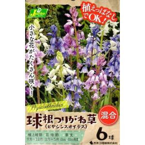 花球根 球根つりがね草 (ヒヤシンスオイデス) 混合 6球入 カネコ種苗の球根
