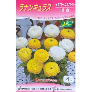 【花球根】ラナンキュラス イエロー＆ホワイト混合 4球入 カネコ種苗の球根｜gardeningivy