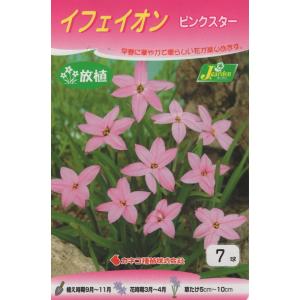 【花球根】イフェイオン ピンクスター 7球入 カネコ種苗の球根