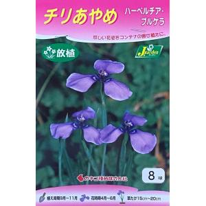 あやめ 球根 花 ガーデニング の商品一覧 通販 Yahoo ショッピング