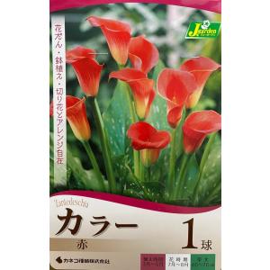 花球根 カラー 赤 1球入 カネコ種苗の球根