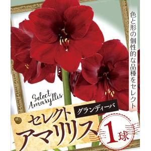 花球根 セレクト アマリリス グランディーバ 1球入 カネコ種苗の球根