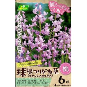 花球根 球根つりがね草 (ヒヤシンスオイデス) 桃 6球入 カネコ種苗の球根