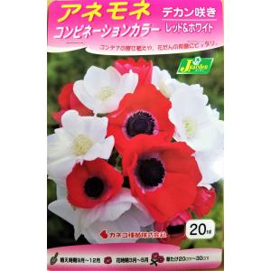 【花球根】アネモネ コンビネーションカラー デカ...の商品画像