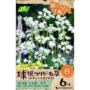 花球根 球根つりがね草 (ヒヤシンスオイデス) 白 6球入 カネコ種苗の球根