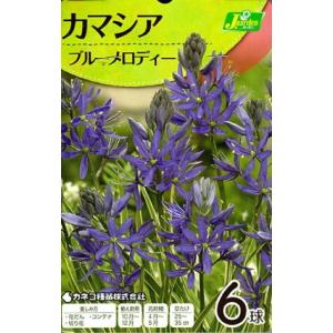花球根 カマシア ブルーメロディー 6球入 カネコ種苗の球根