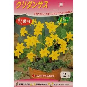 花球根 クリダンサス 黄 2球入　カネコ種苗の球根