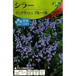 【花球根】シラー イングリッシュブルーベル ブルー 5球 カネコ種苗の球根