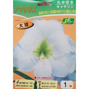 花球根 アマリリス 丸弁咲き キャサリン 1球入 カネコ種苗の球根