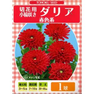 花球根 切花用 小輪咲き ダリア 赤色系 1球入 トーホクの球根