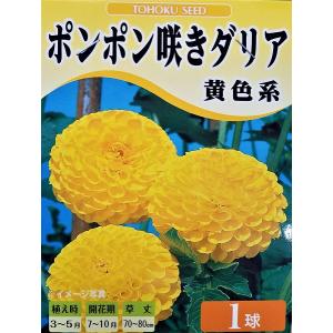 花球根 ポンポン咲きダリア 黄色系 1球入 トーホクの球根