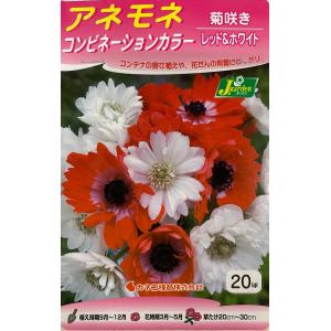 花球根 アネモネ コンビネーションカラー 菊咲き レッド＆ホワイト 20球入 カネコ種苗の球根