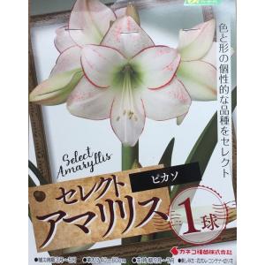 花球根 セレクト アマリリス ピカソ 1球入 カネコ種苗の球根